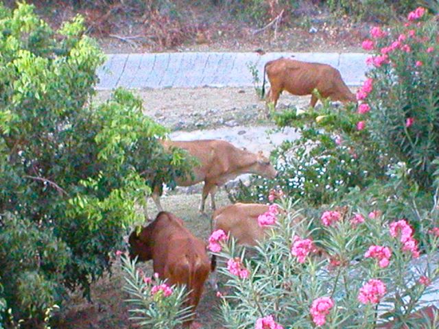Cows in the Garden
