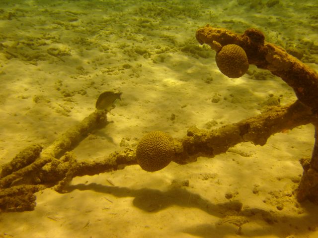 Bari Reef Anchor