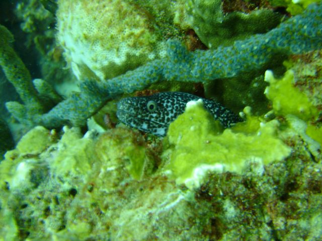 Bari Reef Eel
