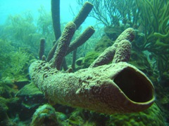 Petrie's Pillar Sponge
