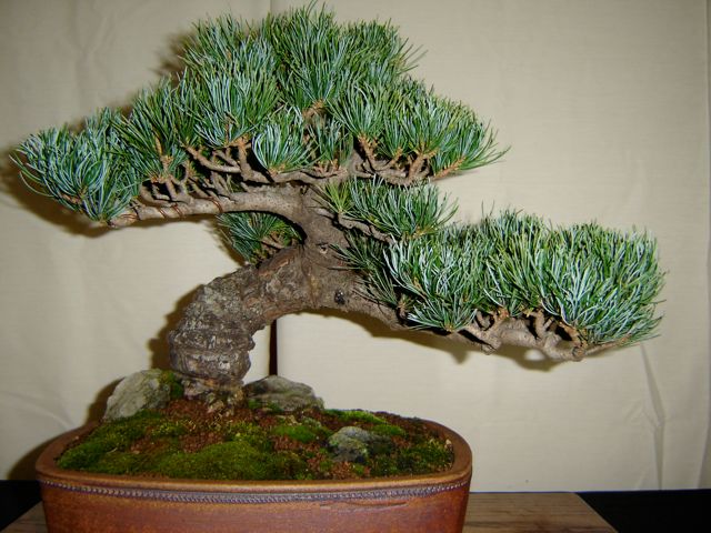 Bonsai